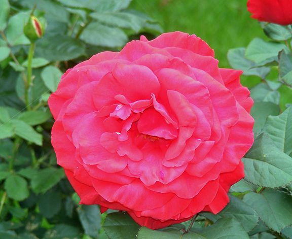 Legends photo leg2014_06230014_zps1c8a3a38.jpg